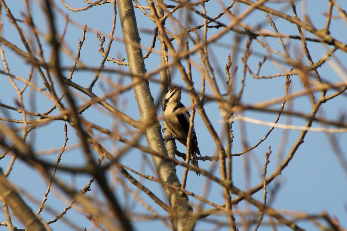 Great Spotted Woodpecker - ML41568961