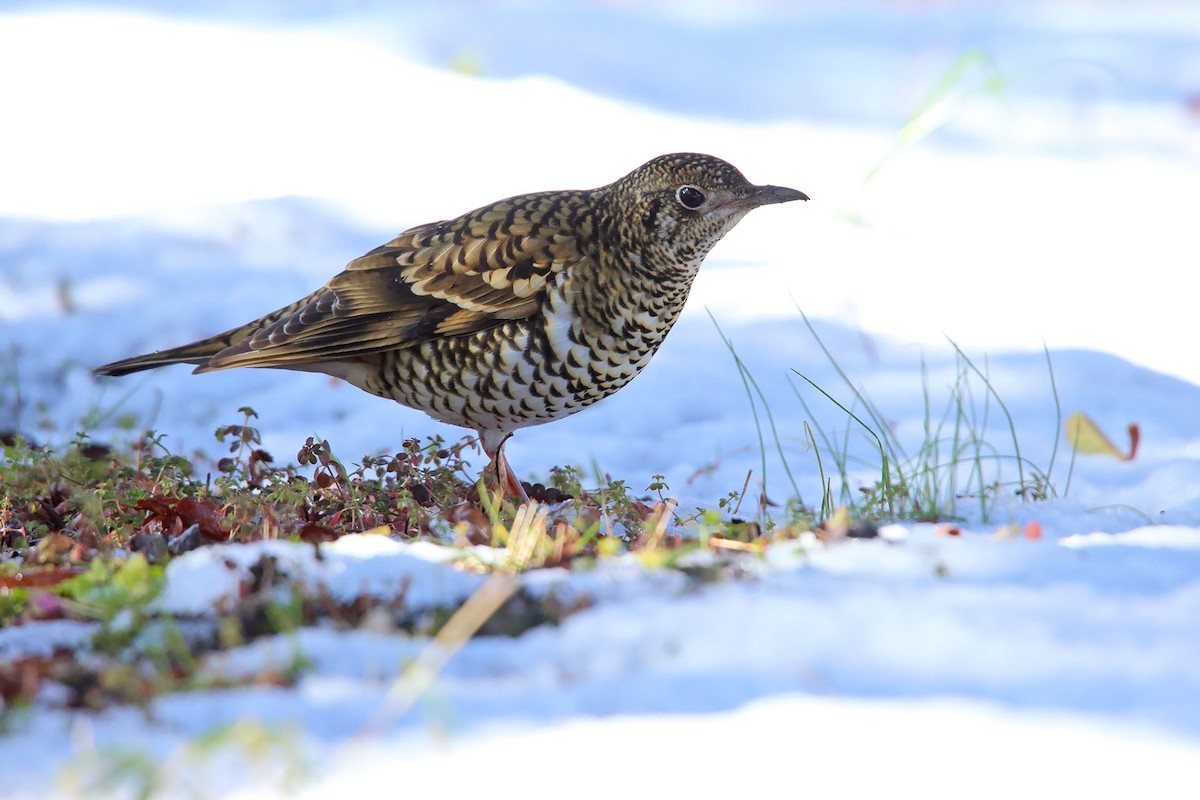 White's Thrush - Saku Saku