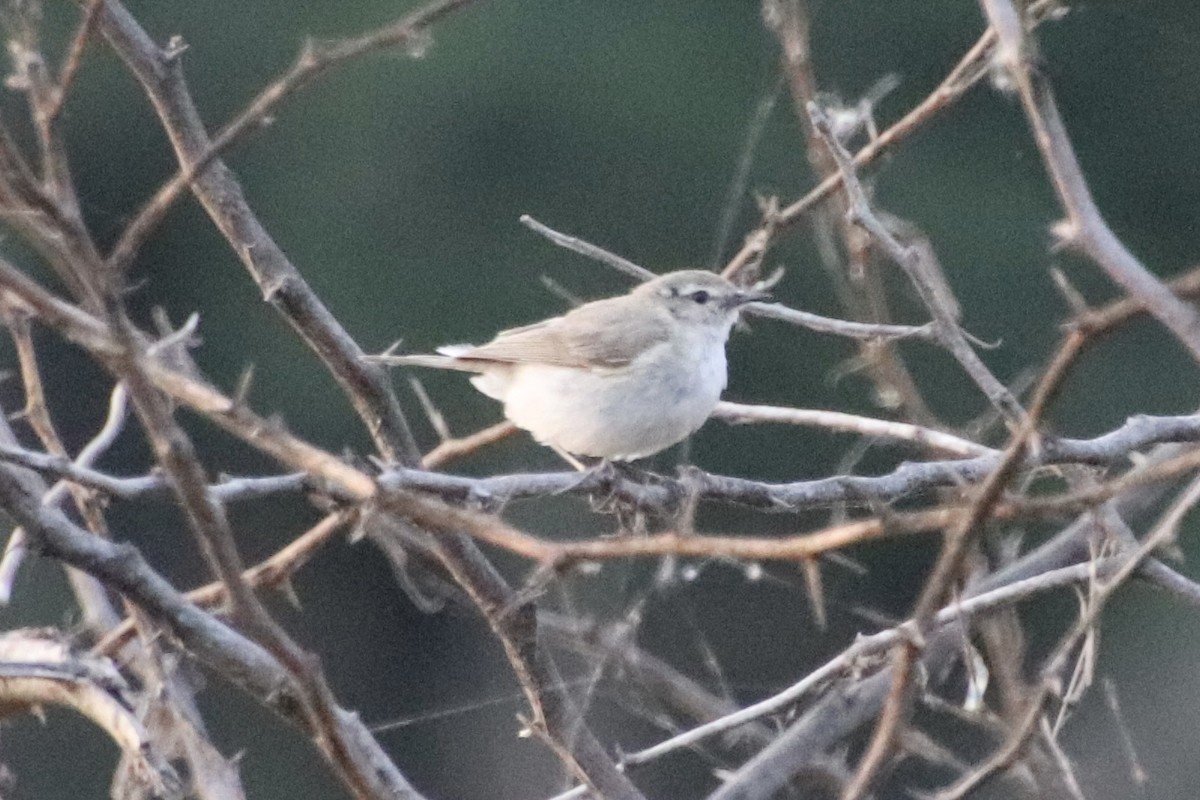 Common Chiffchaff - ML415690301