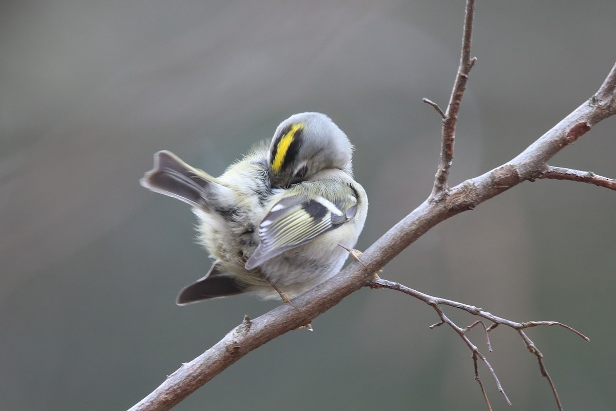 Goldcrest - Saku Saku