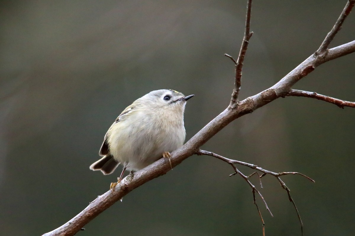 Goldcrest - ML415690351