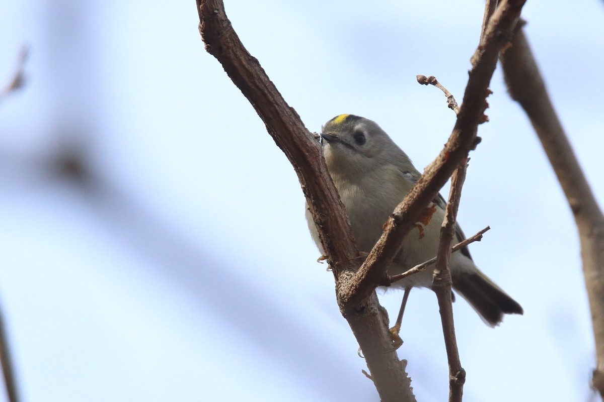 Goldcrest - ML415690371