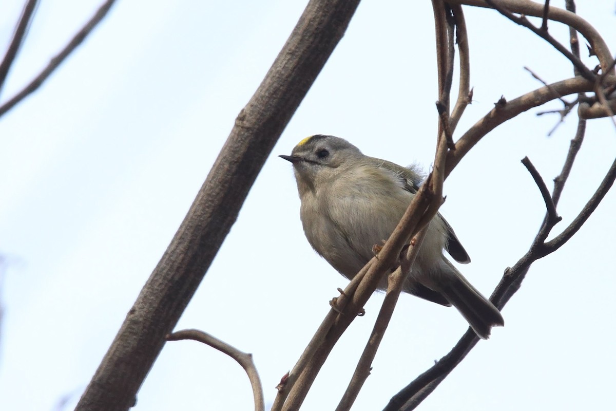 Goldcrest - ML415690411