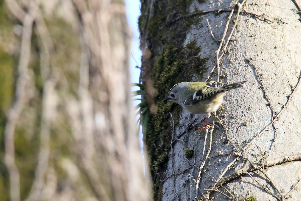 Goldcrest - ML415690421
