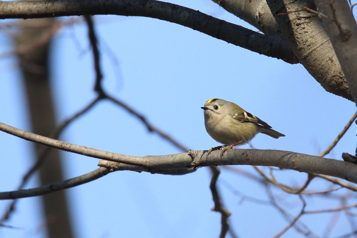 Goldcrest - ML415690431
