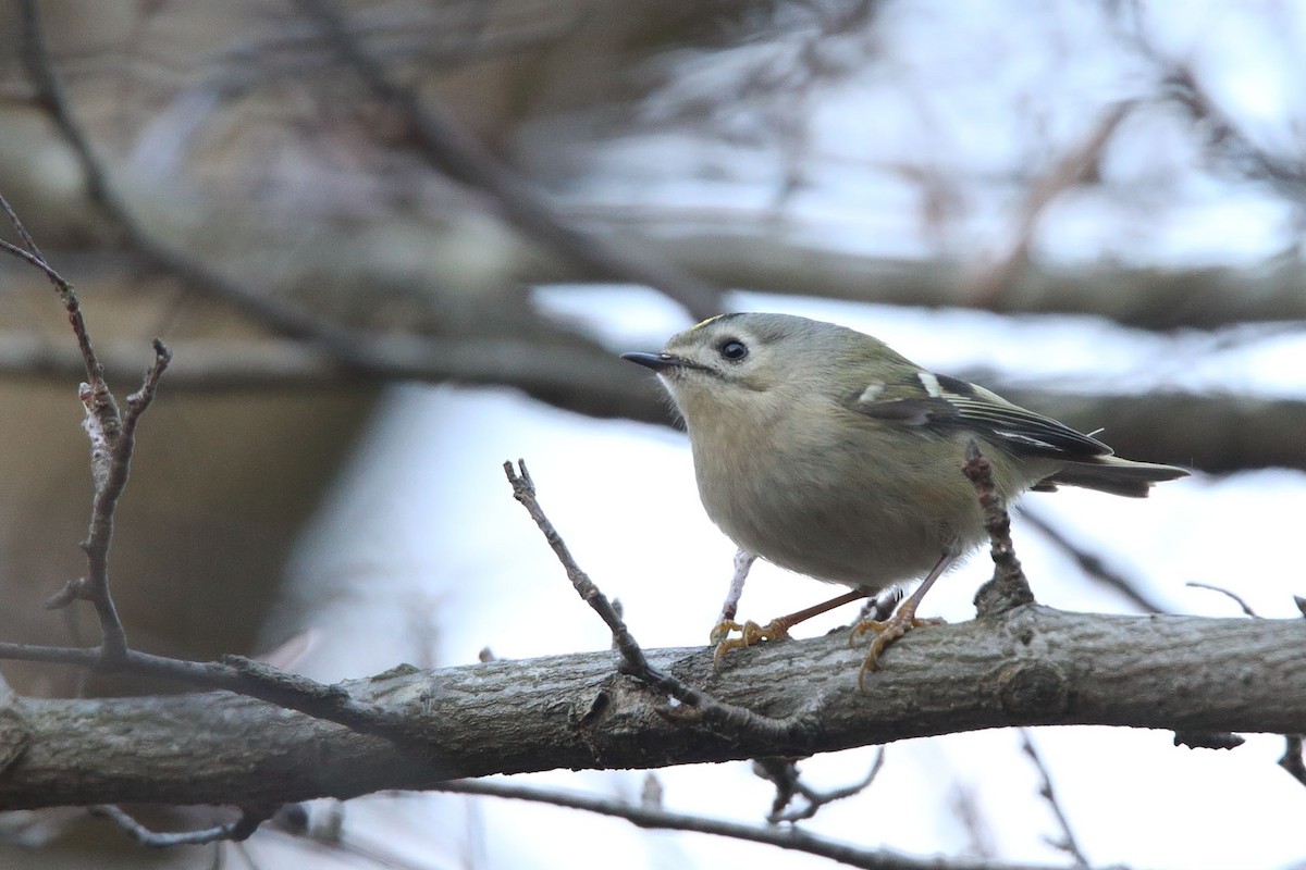 Goldcrest - ML415690471