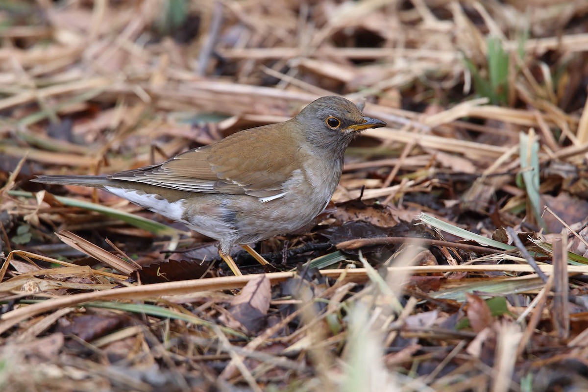 Pale Thrush - ML415690481