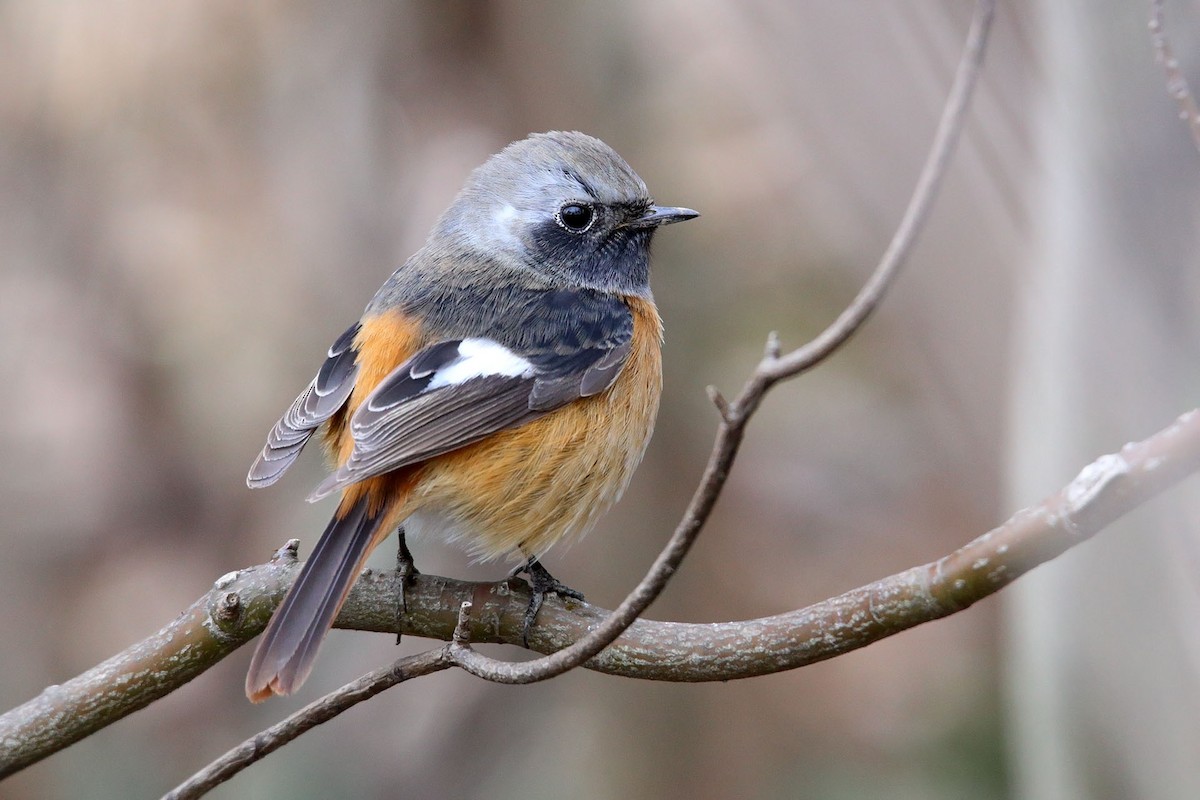 Daurian Redstart - ML415690501