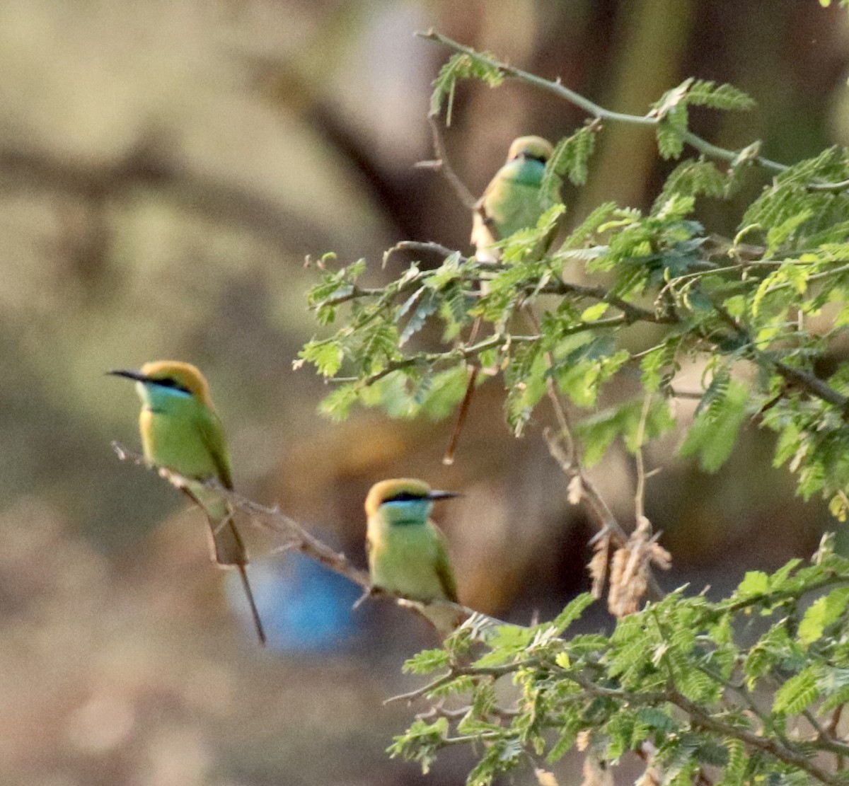 Asian Green Bee-eater - Praveen Chavan