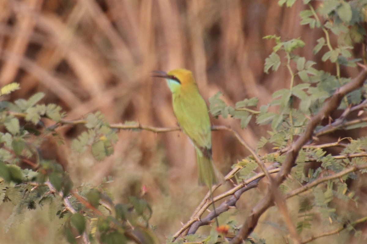 Asian Green Bee-eater - ML415690531