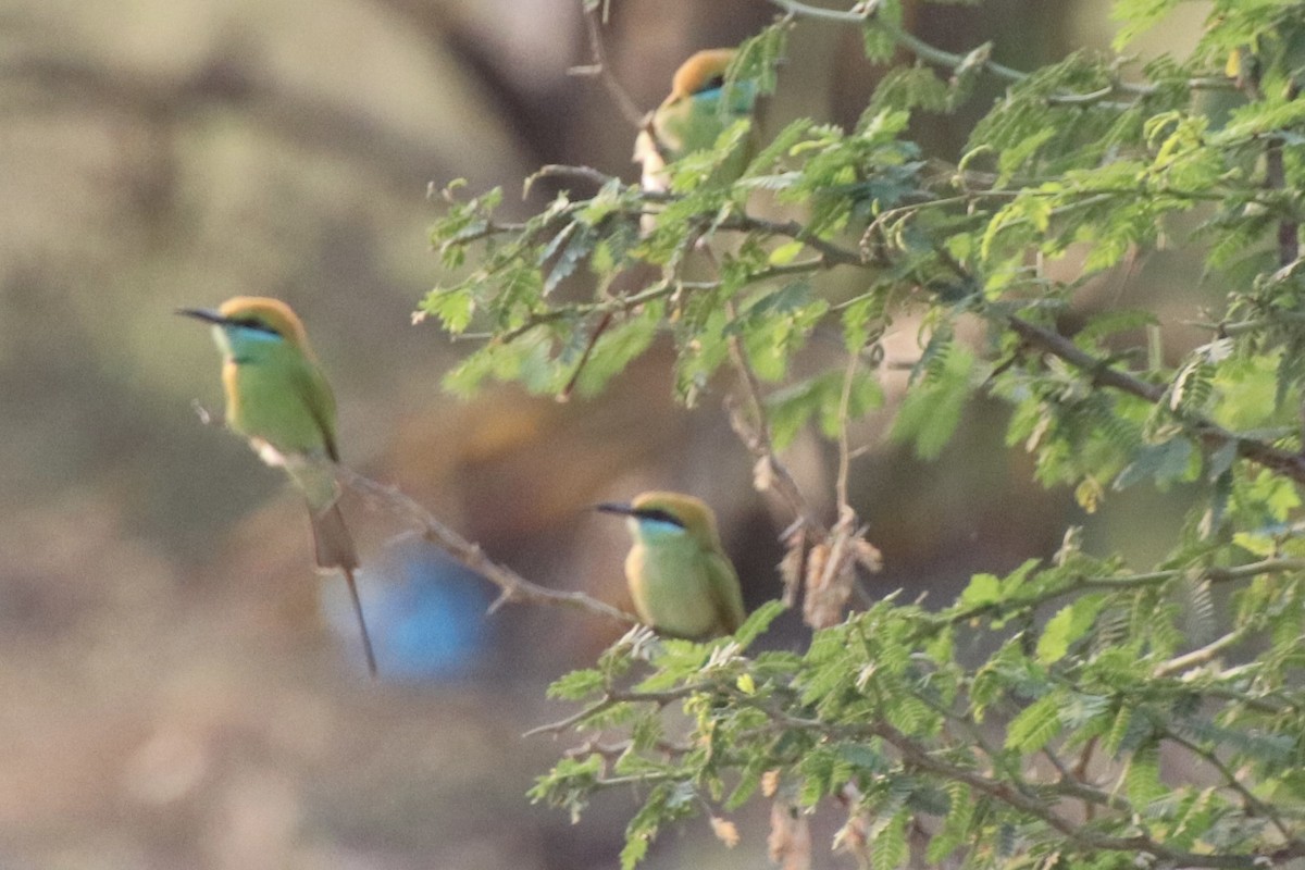 Asian Green Bee-eater - ML415690541