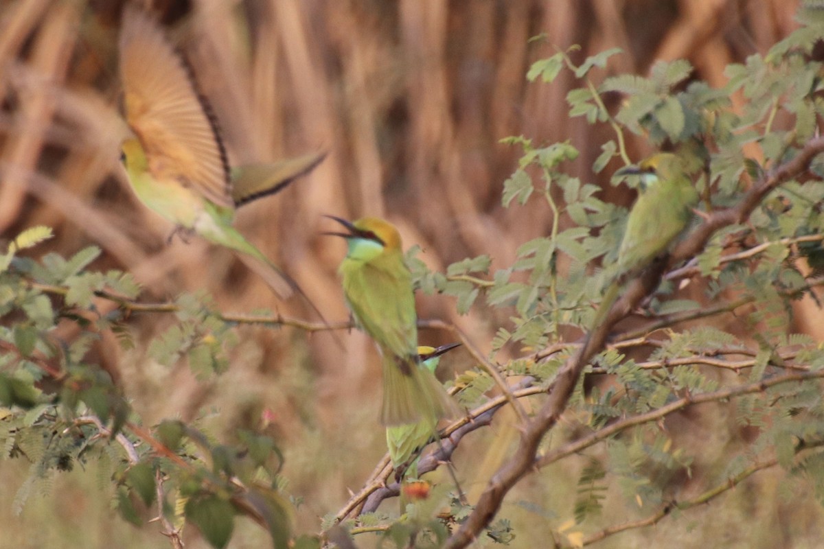 Asian Green Bee-eater - ML415690551