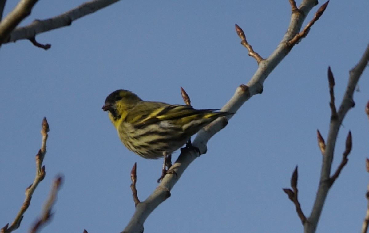 Eurasian Siskin - Bernard Varesi