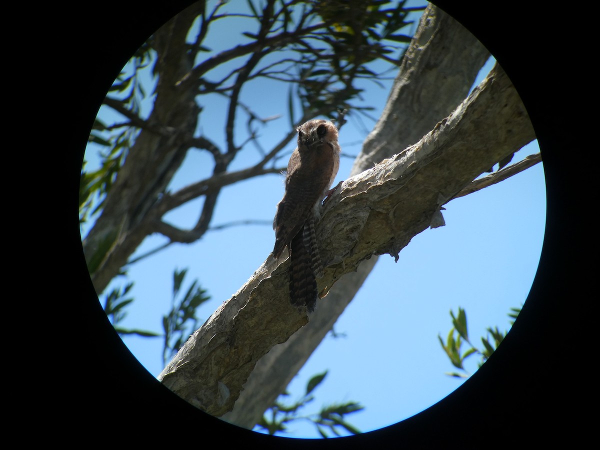 Australian Owlet-nightjar - ML415692461