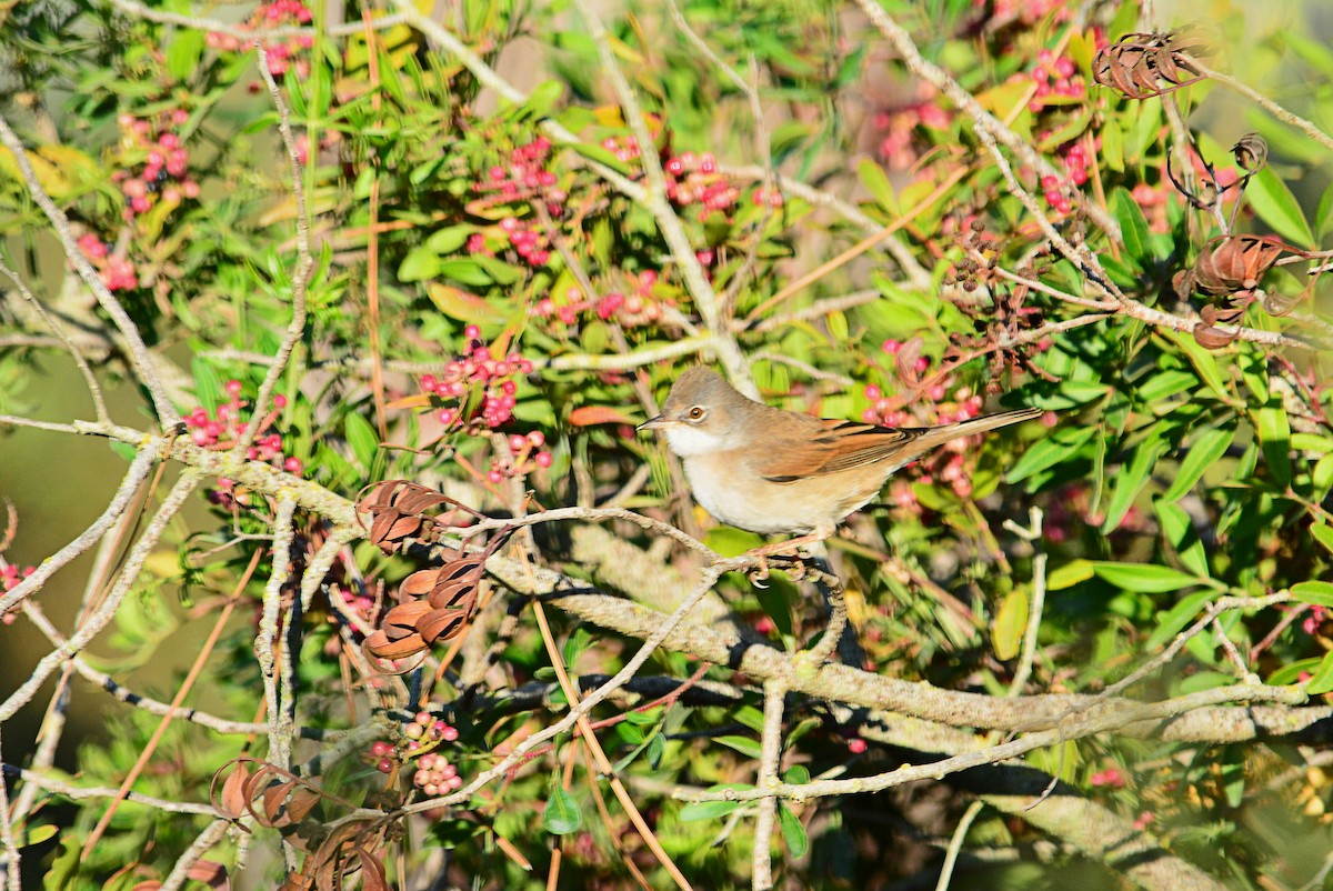 Greater Whitethroat - Paulo Narciso