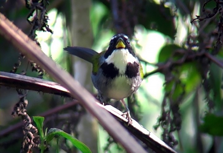 Half-collared Sparrow - ML415693141