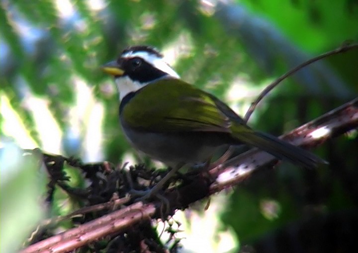 Half-collared Sparrow - Josep del Hoyo