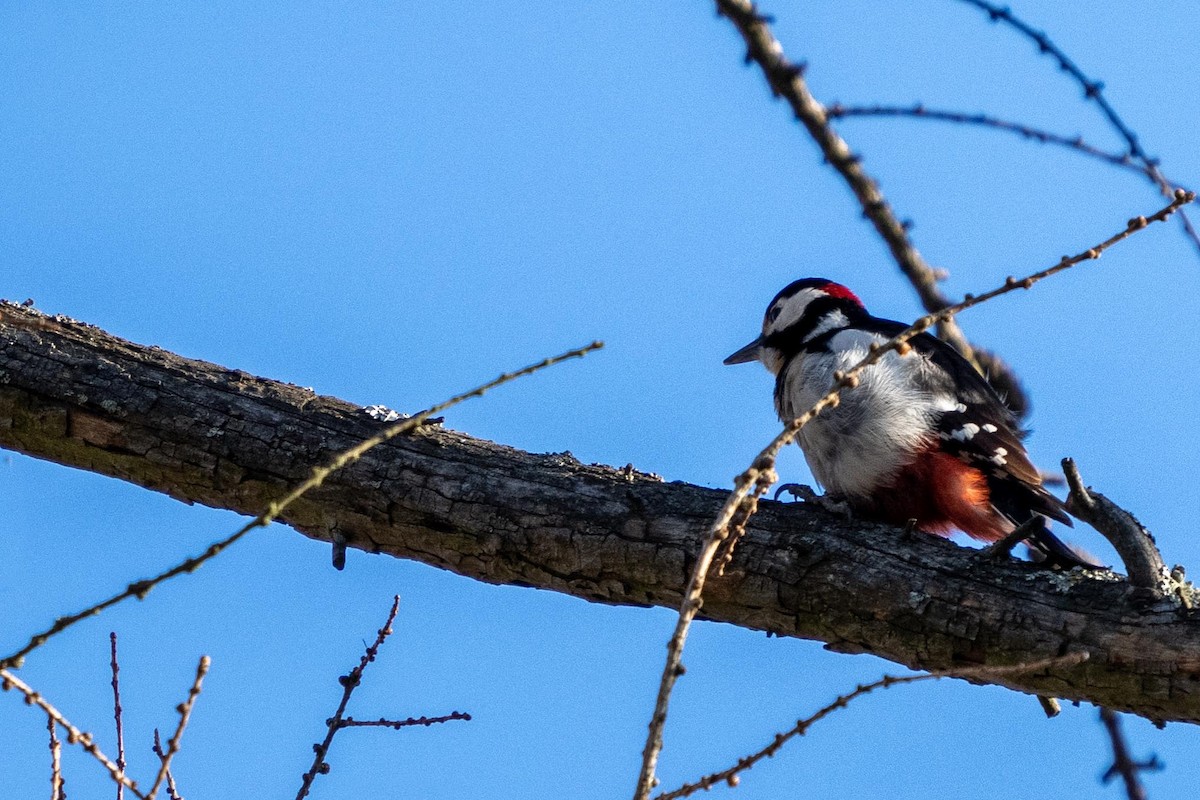 Great Spotted Woodpecker - ML415693761