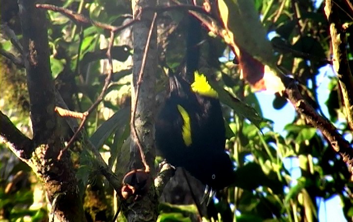 Golden-winged Cacique - Josep del Hoyo