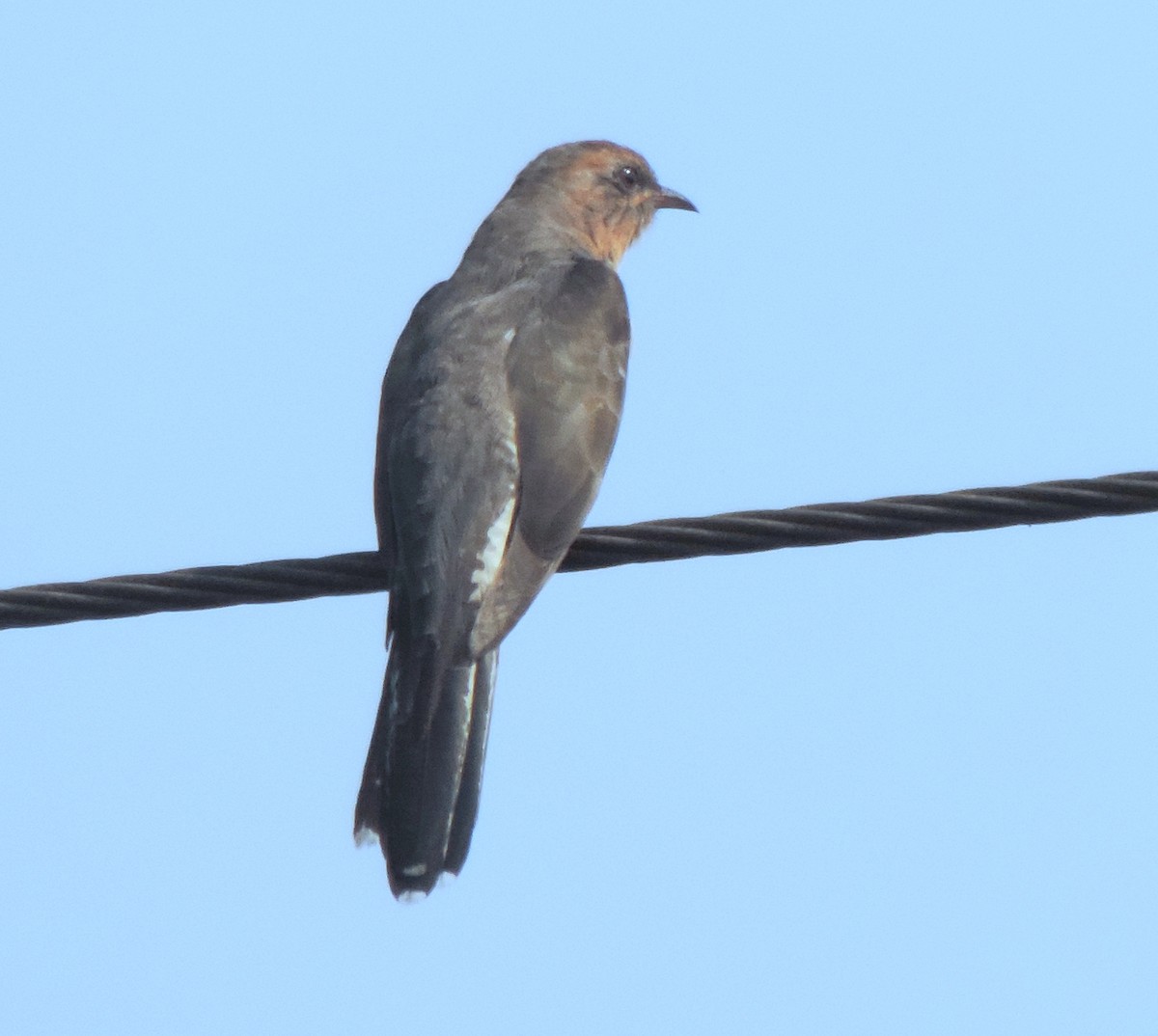 Common Hawk-Cuckoo - ML415694111