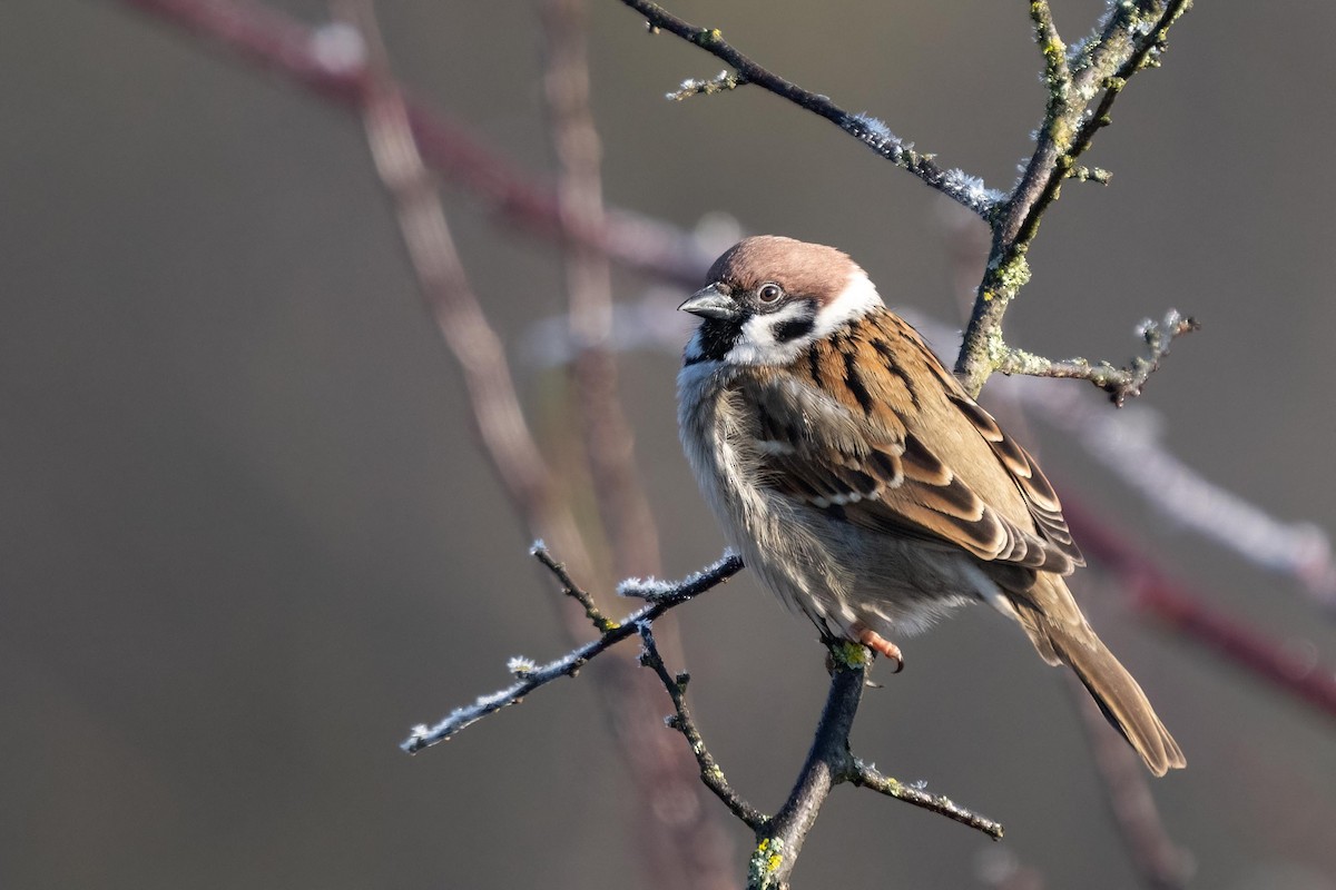 Eurasian Tree Sparrow - ML415694231