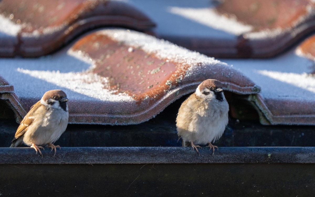 Eurasian Tree Sparrow - ML415694541