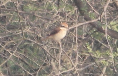 Brown Shrike - ML415694721