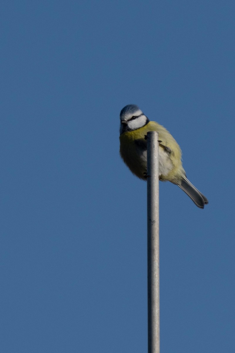 Eurasian Blue Tit - ML415694781