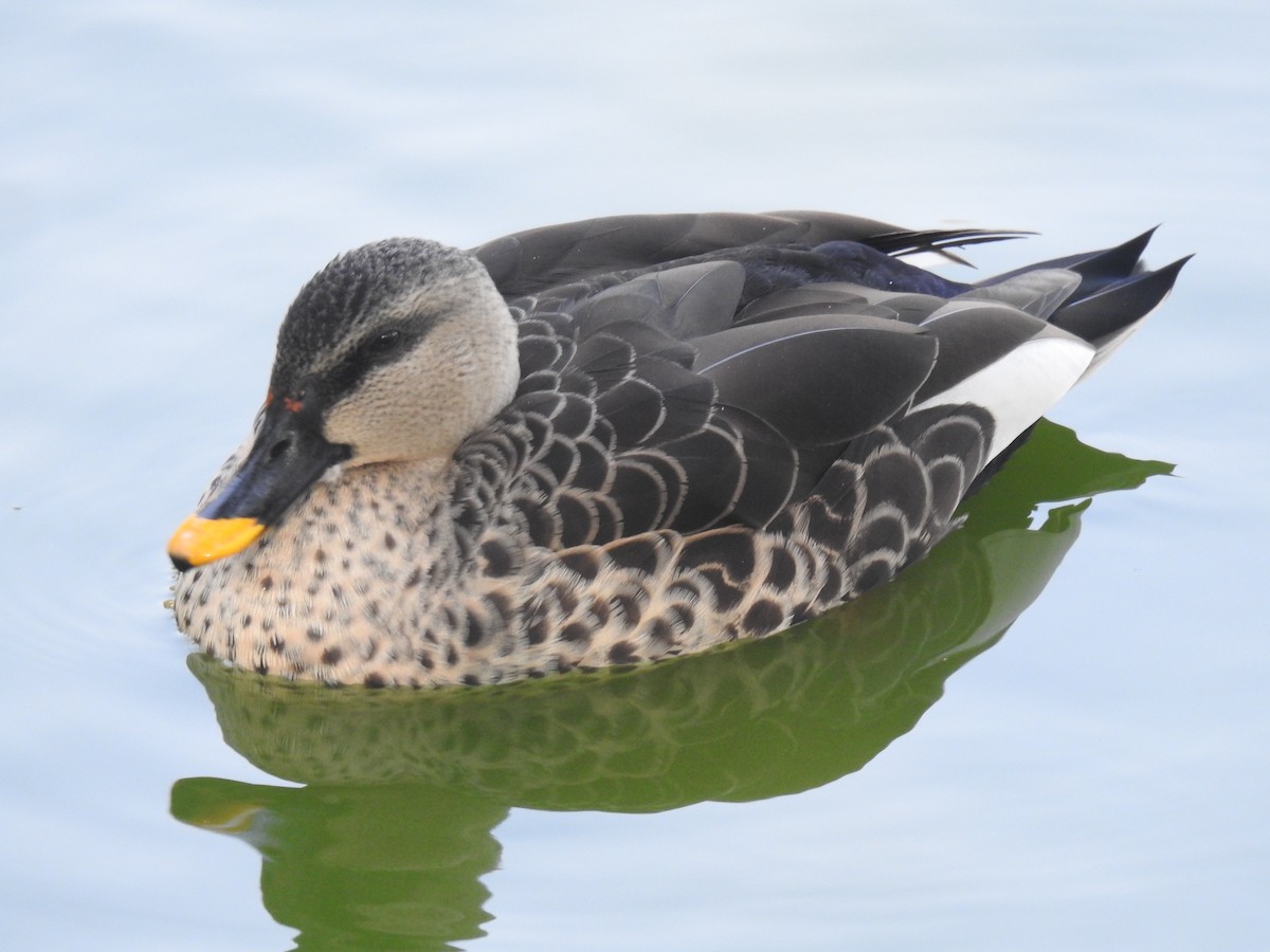 Indian Spot-billed Duck - ML415694911
