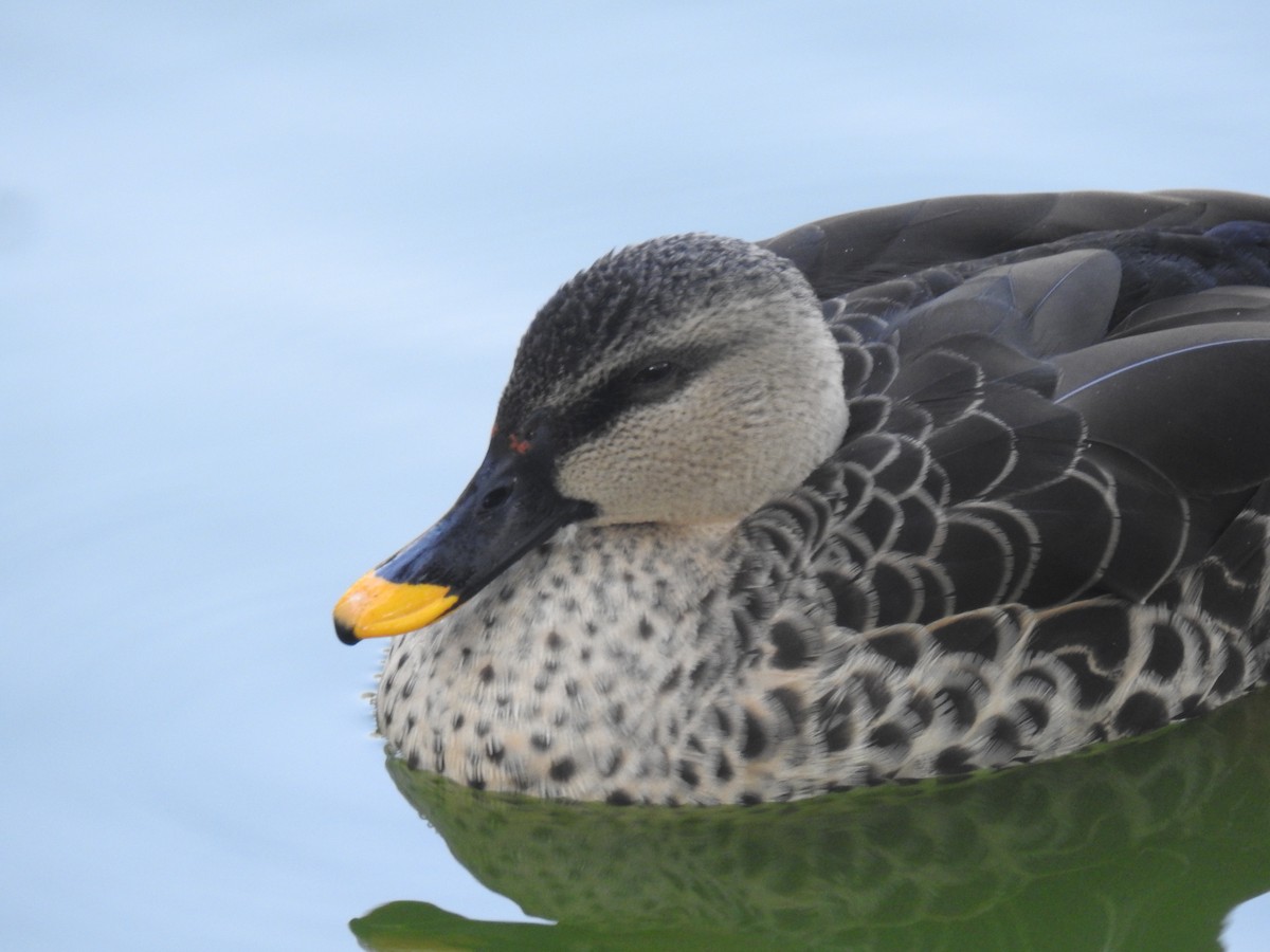 Indian Spot-billed Duck - ML415694941