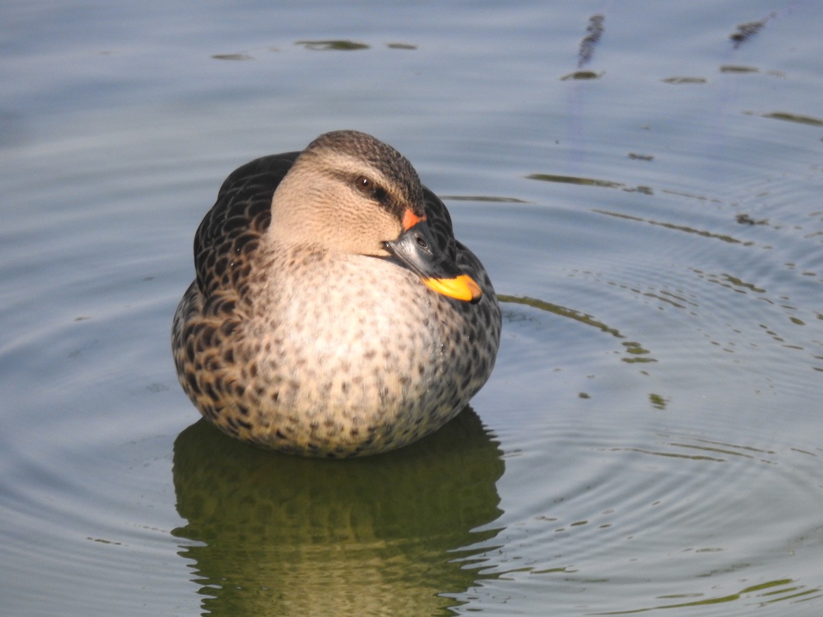 Indian Spot-billed Duck - ML415694961