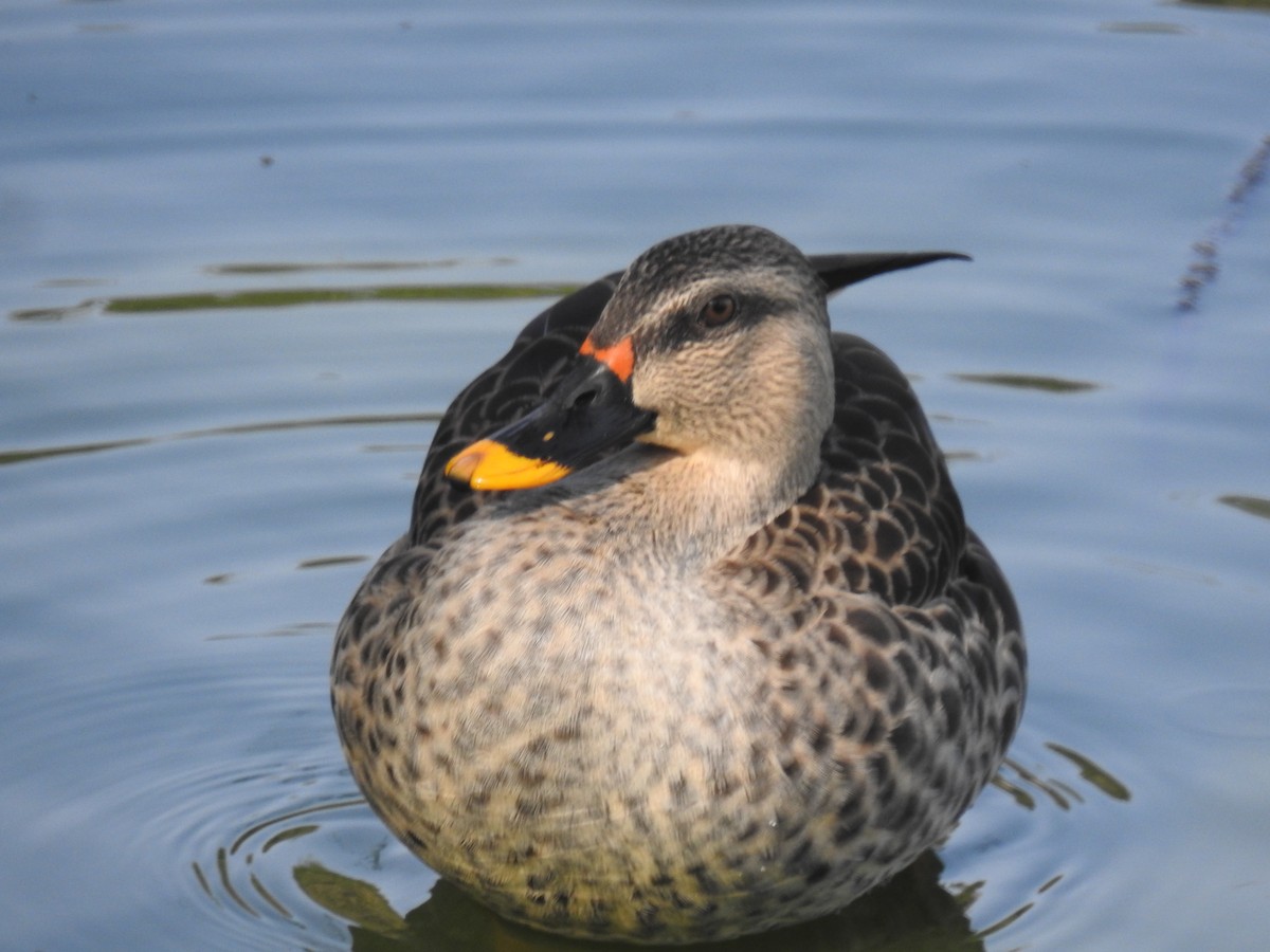 Indian Spot-billed Duck - ML415694971