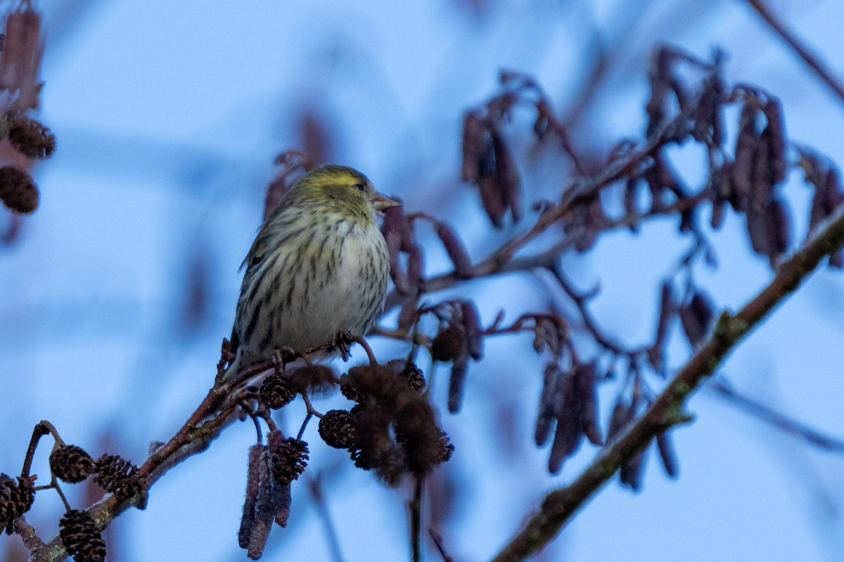 Eurasian Siskin - ML415695121