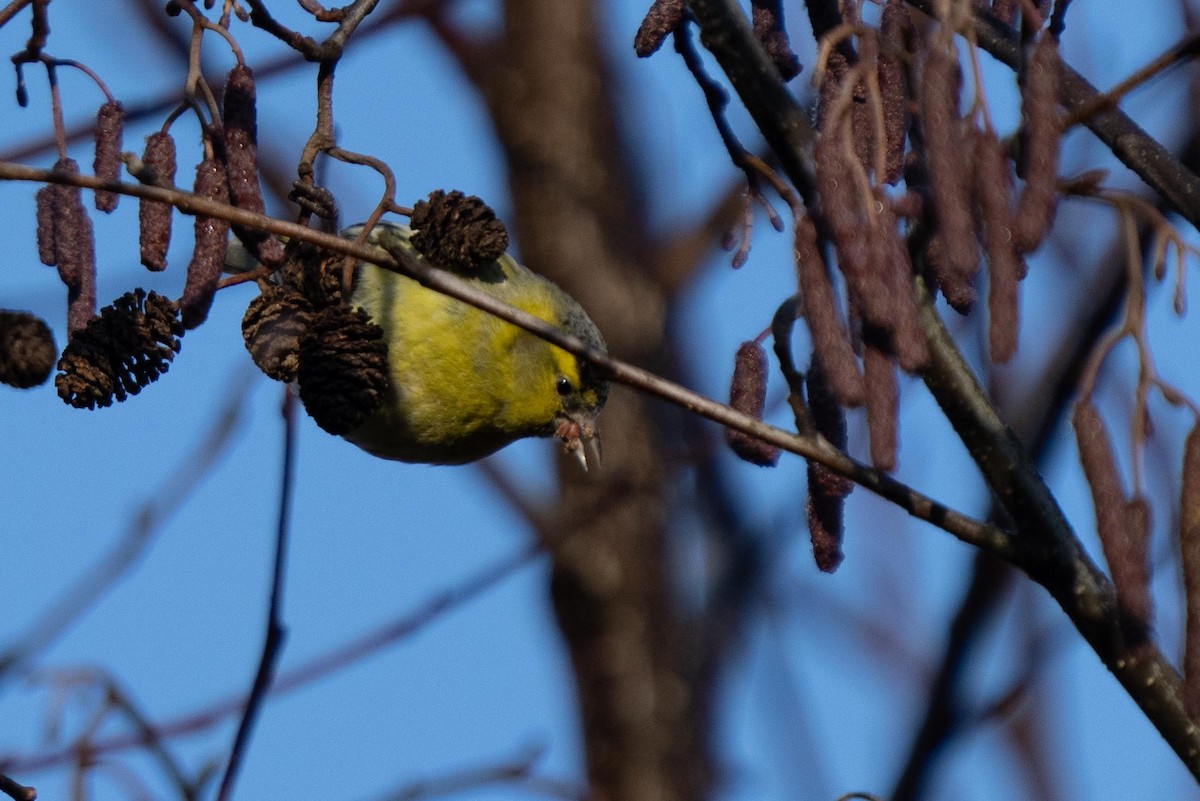 Eurasian Siskin - ML415695171