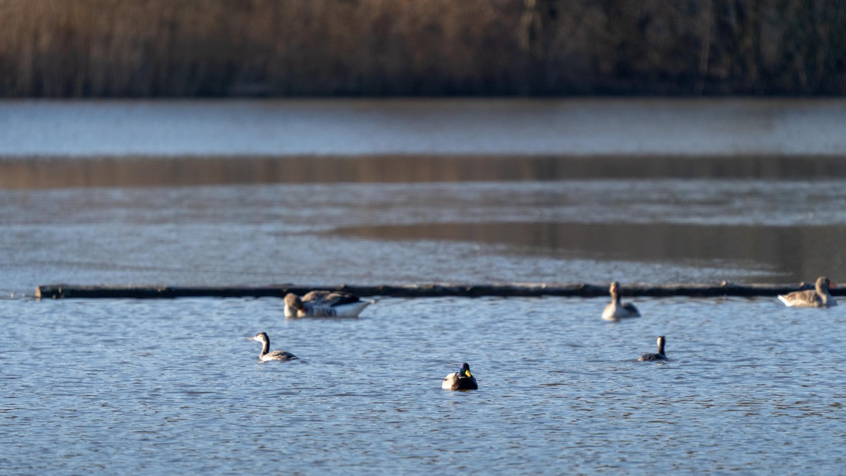 Great Crested Grebe - ML415695681