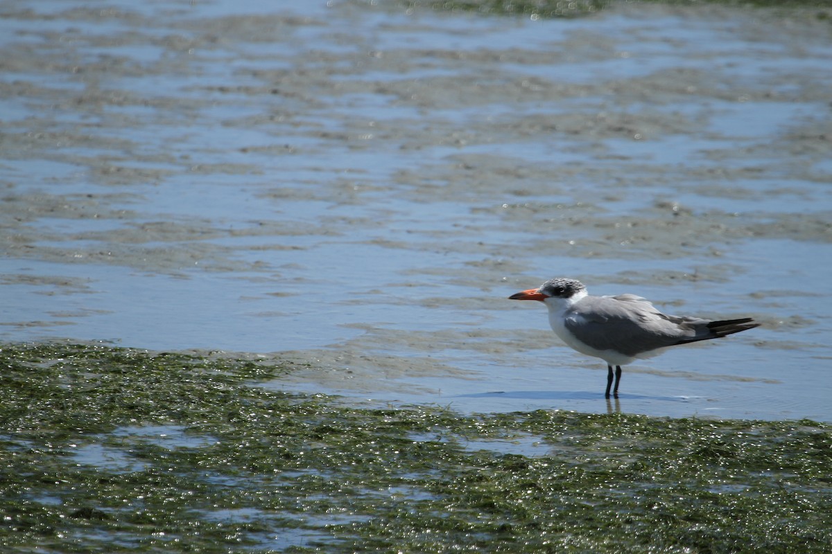 Caspian Tern - ML41569751