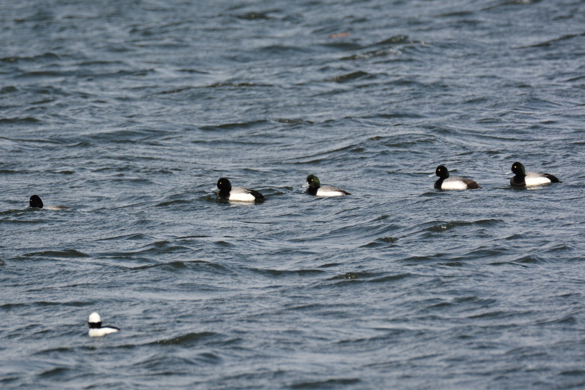 Greater Scaup - ML415697701