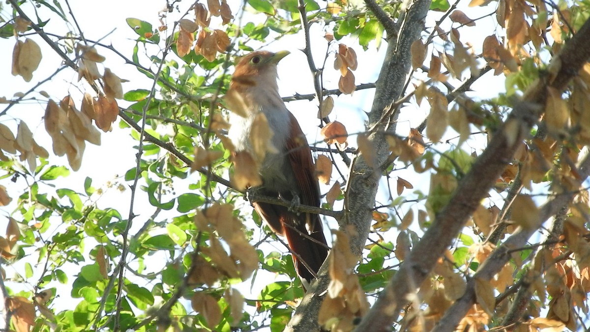 Squirrel Cuckoo - Lisandro Moran