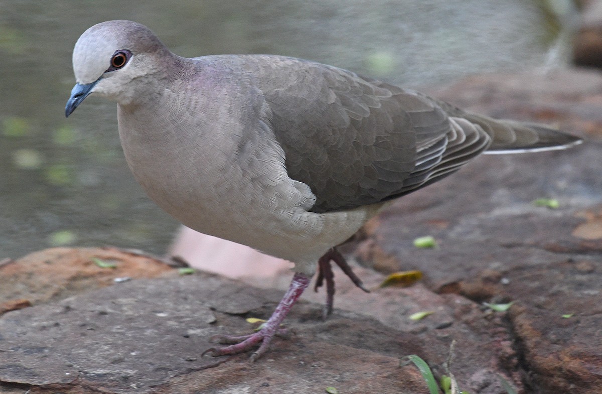 White-tipped Dove - Steven Mlodinow