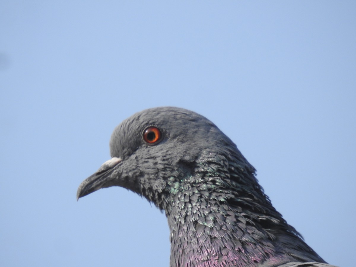 Pigeon biset (forme domestique) - ML415698951