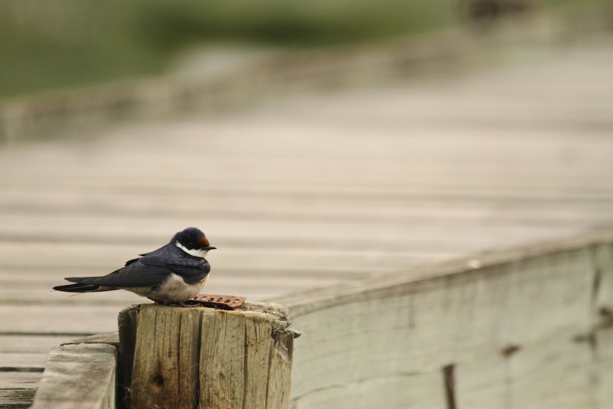 White-throated Swallow - Will Sweet