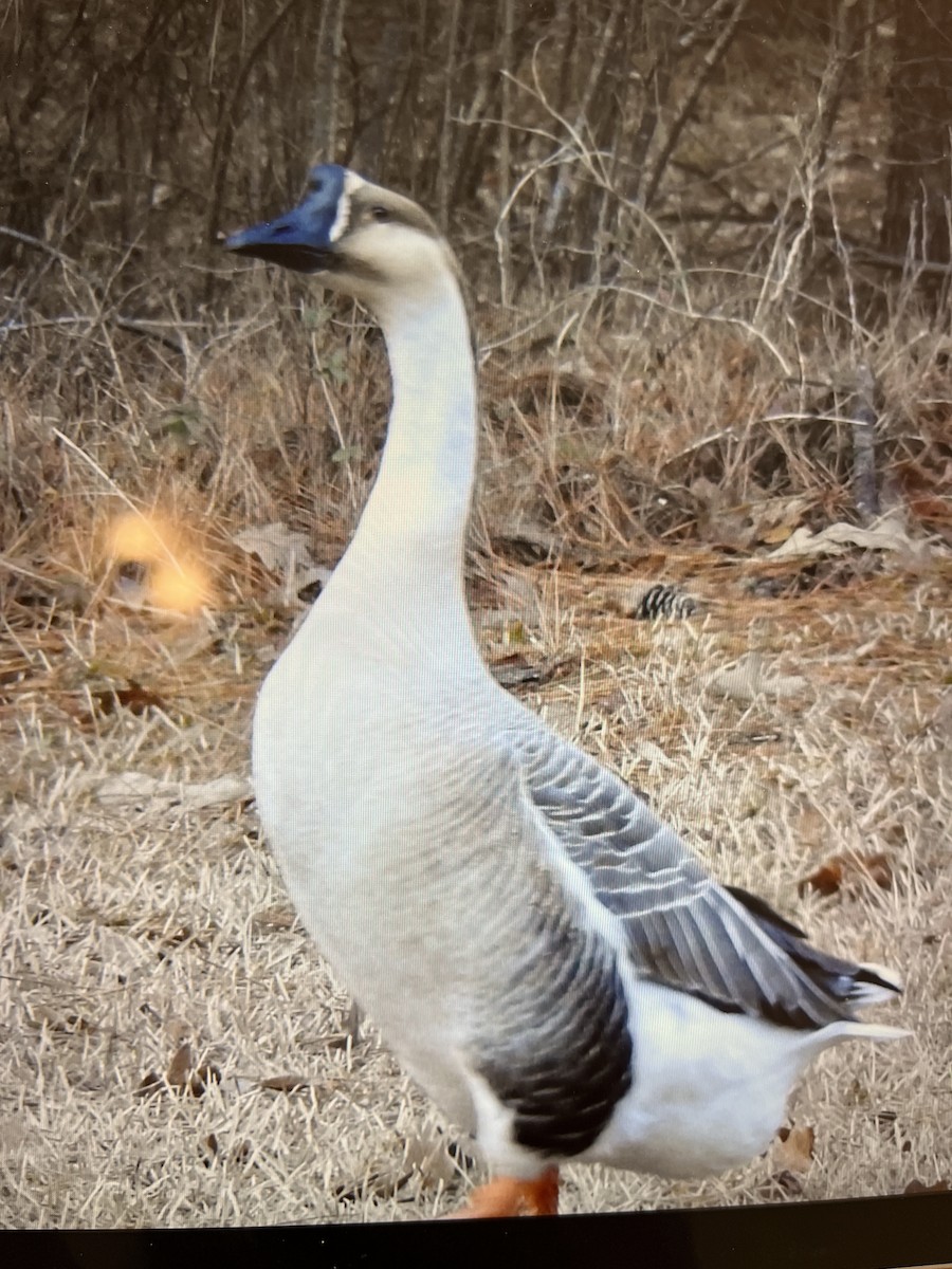 Swan Goose (Domestic type) - ML415703041