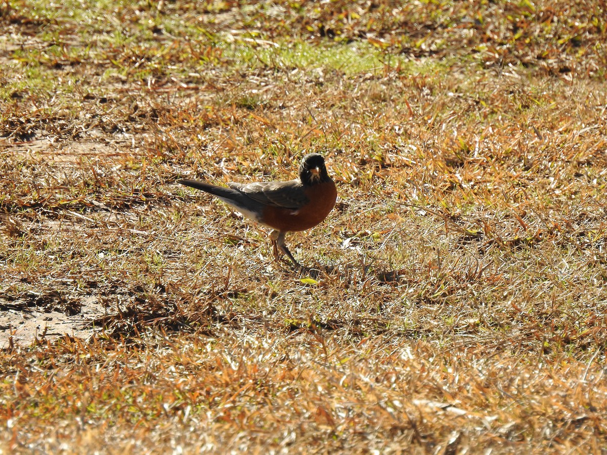 American Robin - ML415703271