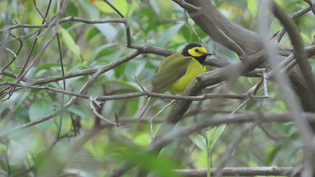 Hooded Warbler - ML415703521