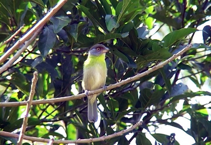 アカマユカラシモズ（ochrocephala） - ML415703871