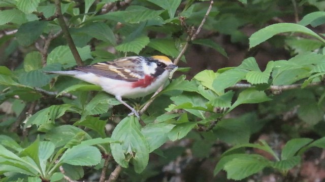 Chestnut-sided Warbler - ML415703891