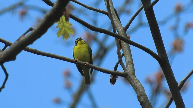 Paruline du Kentucky - ML415704821