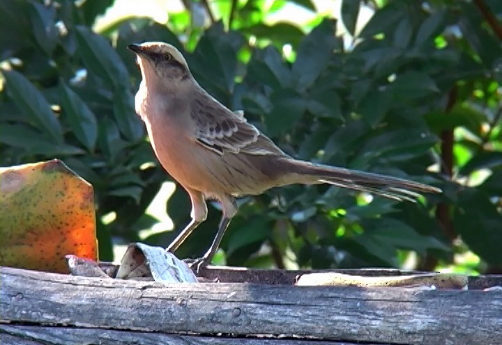 Chalk-browed Mockingbird - Josep del Hoyo