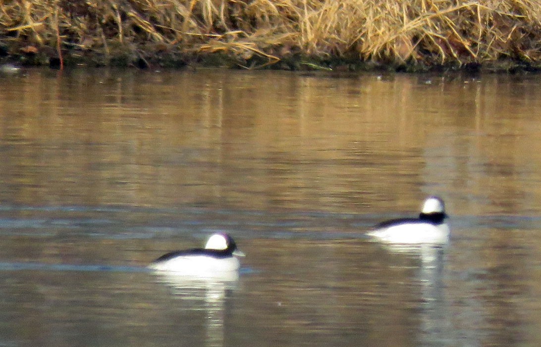 Bufflehead - ML41570531