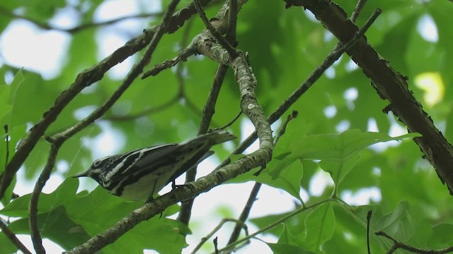 Black-and-white Warbler - ML415705481
